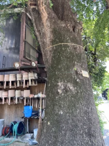 橋場不動尊の樹齢700年の大銀杏