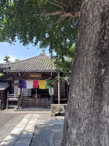 橋場不動尊と樹齢７００年の大銀杏